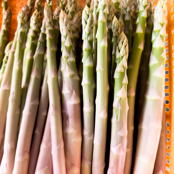 ★本日限定★ 那須の麓の朝採りいろどりアスパラガス　サイズおまかせ