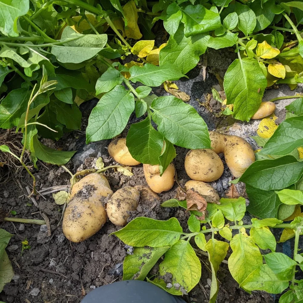 農薬不使用] 男爵＆メークインセット（静岡産新じゃがいも）｜野菜の