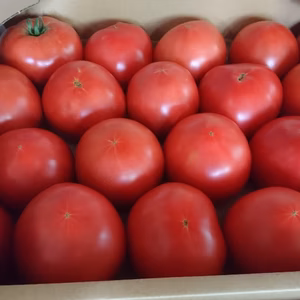 朝採り完熟とまと