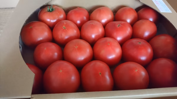 朝採り完熟とまと