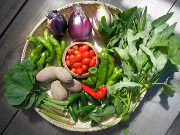 「里山のおすそわけ便（月2回）ー固定種や伝統野菜にこだわった無農薬野菜」