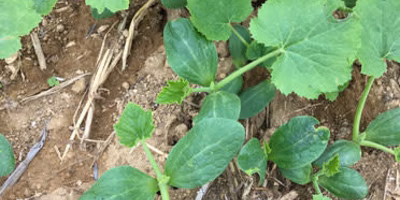 ズッキーニのこぼれ種