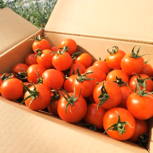 フルーツトマト　フルティカ【アイメック農法】1.4kg