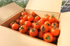 【予約商品】フルーツトマト1.4kg　フルティカ【アイメック農法】