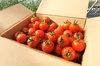 【予約商品】フルーツトマト1.4kg　フルティカ【アイメック農法】