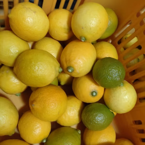 【訳あり】【数量限定】広島のちびちびレモン❗　10kg(箱込み)　