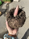 こんにゃく芋《作り方・凝固剤付》
