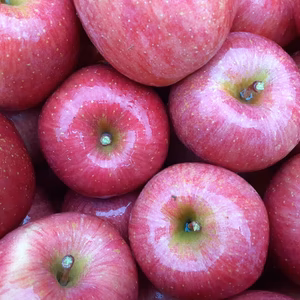 訳あり！山形県産りんご♡サンふじ♡お得