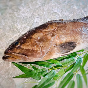 神経締め鮮魚　クエ