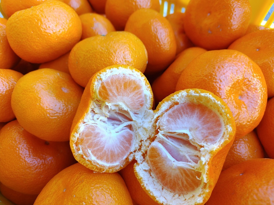 みかん コスモ みかん M 2号缶 : フルーツ・野菜 | スモールビジネスのための