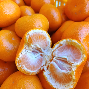 早生ミカン　２Lサイズ　大き目はお買い得！