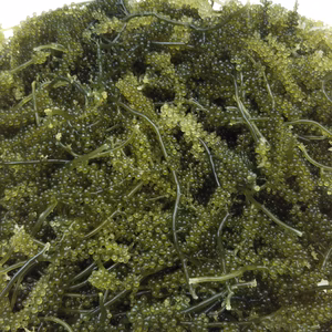 プチプチ食感 海ぶどう(生)❗️500g、1kg、久高島産 