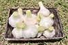 【季節限定】新にんにく生にんにく嘉定種L(直径6-7cm)農薬化学肥料不使用