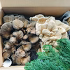 原木まいたけ&白まいたけセット