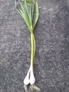 葉にんにく　自然栽培　固定種