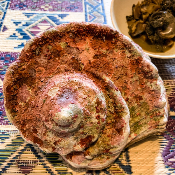 徳之島産 シャコガイ 1 8kg 殻付き 農家漁師から産地直送の通販 ポケットマルシェ