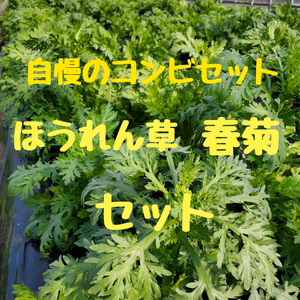 マメな中西農園自慢のコンビセット。ほうれん草と春菊