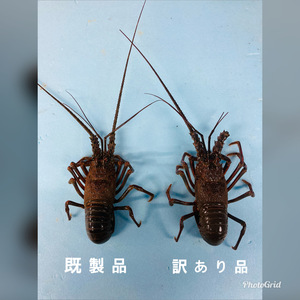お試し 新鮮 鮮魚セット 農家漁師から産地直送の通販 ポケットマルシェ