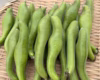 【規格外】１粒お豆さん 大集合❗ ３㎏ 朝穫れ❗「そら豆（さや付き）」