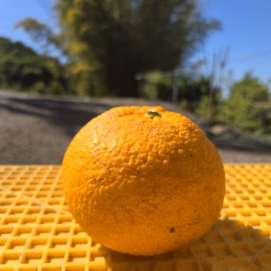 たっぷり大きな甘夏