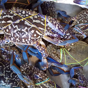 関門海峡産★青ガニ（タイワンガザミ）小中サイズ雄雌混合