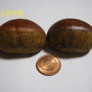 信州　小布施栗　3L玉1.1キロ10%増量  筑波、銀寄等(中生種）