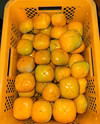 和歌山県産　種無し柿(刀根早生)　B品L～2Lサイズ