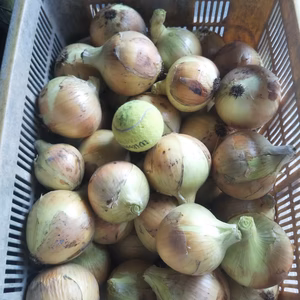 新 タ マ ネ ギ 8kg