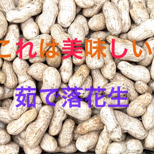 【茹で専用落花生】おおまさりネオ 1kg〜