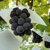 【たくさん】種なし巨峰 #ぶどう