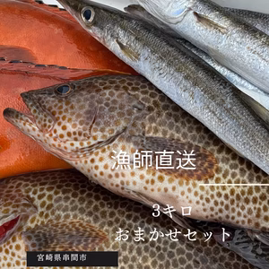 朝どれ！！　漁師直送おまかせセット3キロ
