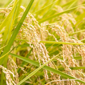 信州 佐久産 　☆特A　美味しいこしひかり　一等米　令和7年産