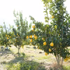 レモン『璃の香（りのか）』(奈良県産)