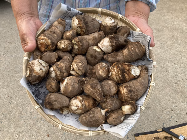 とろ〜り濃厚な味わい 山形県産 土付き里芋