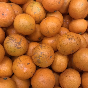 和歌山産　早生　みかん　超小粒　訳あり