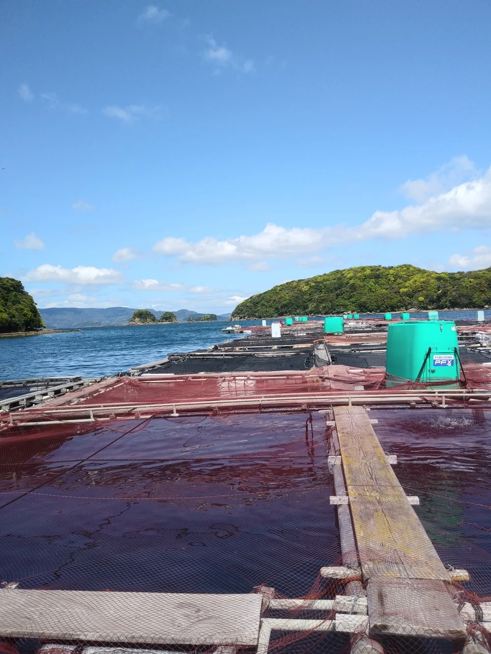 コロナ特売❕活〆日本本土最西端の海で大切に育てた特大真鯛