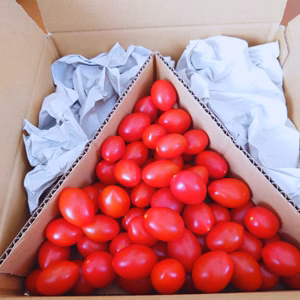 【まずはコレ】甘さに驚くフルーツミニトマト（０．７キロ）食べきりサイズ！