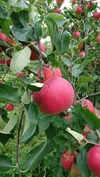 小玉りんご【ミックス：サンふじ＋シナノゴールド＋りんごジュース】