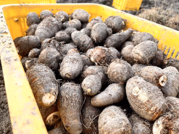 【掘り立てをお届け!!.】自然栽培の里芋!!!!～こってりほっこり(品種：Ⅴ2)
