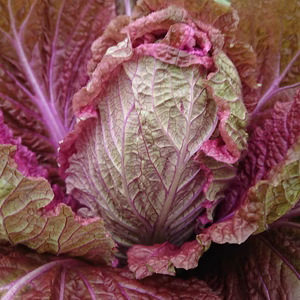 【信越以南配送用】彩り鮮やか紫白菜と雪下ミニ大根セット‼️