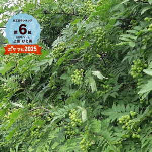 【常温】ネコポス　柑橘の香り　谷奥深ファームの実山椒(生)1袋100g ～