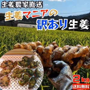 生姜マニアが作る！土佐の大生姜2㎏ 訳あり 不揃い 規格外
