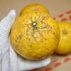 【農薬不使用】無農薬すっぱい夏みかん5個送料520円