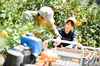 【リピーター続出】この時期しか食せない『ゴールドオレンジ』お試し約1㎏