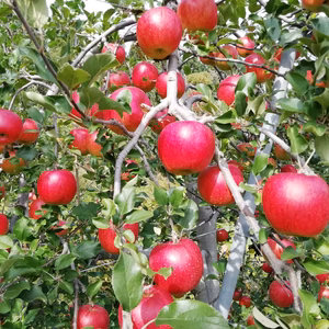 　「シナノスイート」　冬ギフトご贈答用 ご好評販売中　長野県オリジナル林檎