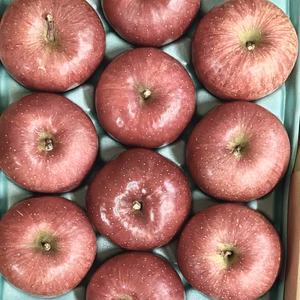 (ポケマルデビュー！)【家庭用】2020年産サンふじ約2.8kg