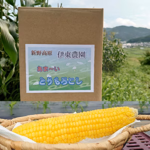 夏の恵(サニーショコラ)メロンより甘い!,[クール便]