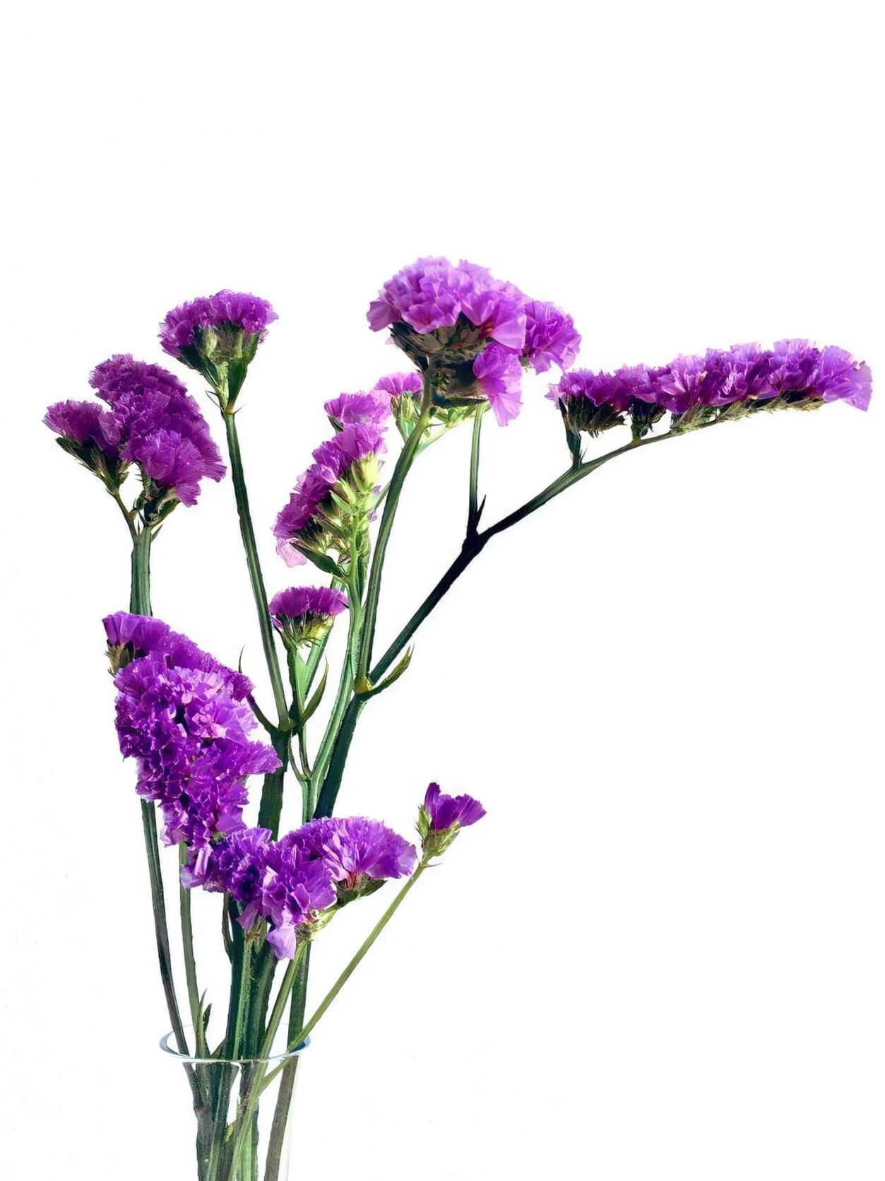 ハイブリッドスターチス❣️薄紫系 〈No.15〉 スターチス 紫色 15本～20本｜花（切花・鉢花）の商品詳細