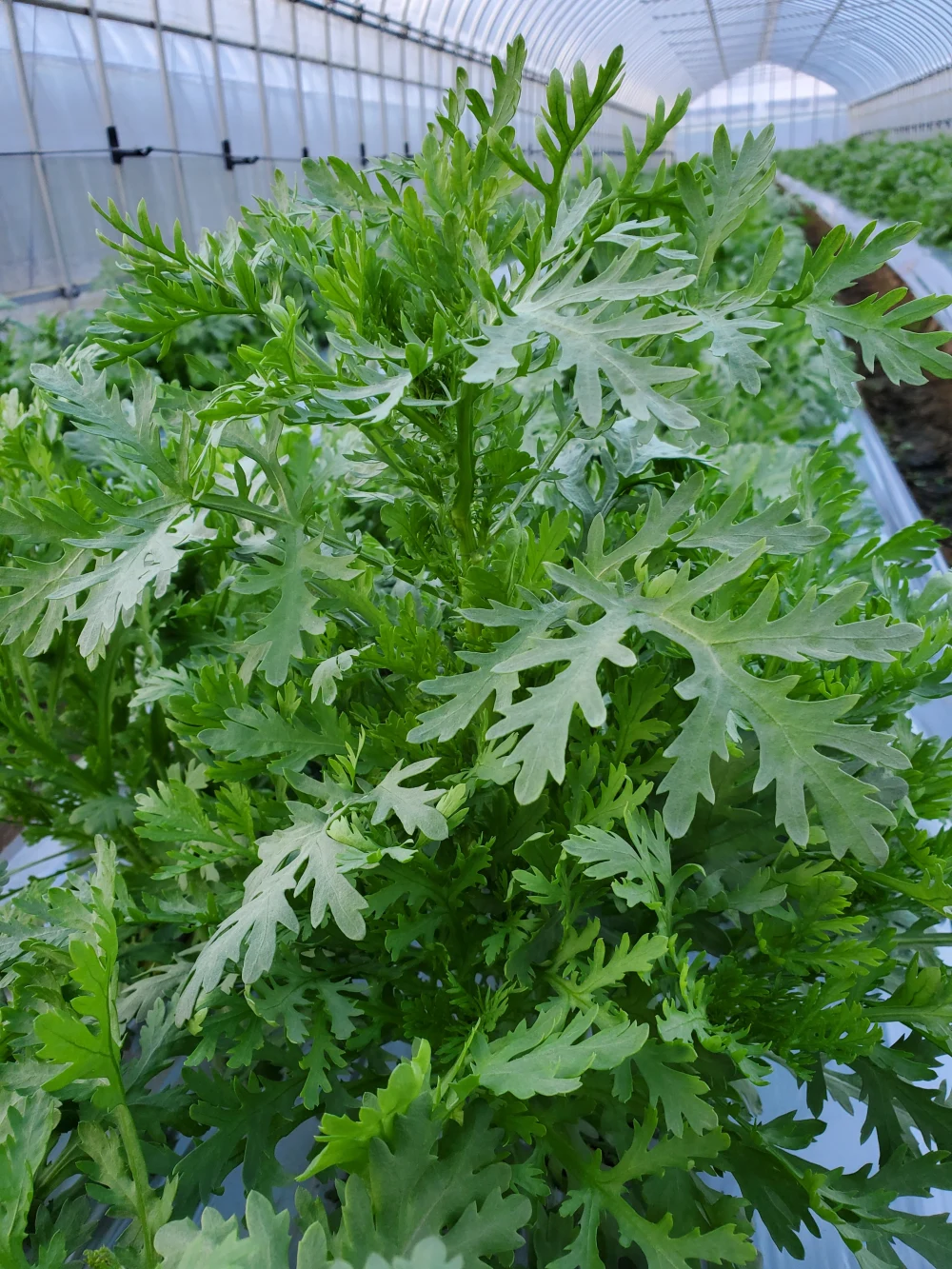 風味豊かなサラダ春菊。勿論お鍋にも