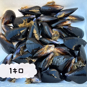 陸奥湾産ムール貝✨小サイズ✨
